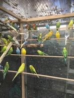 KLEURRIJKE POPPEN EN MANNEN GRASPARKIETEN NU 18 EURO/KOPPEL, Dieren en Toebehoren, Vogels | Parkieten en Papegaaien, Meerdere dieren