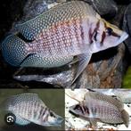altolamprologus calvus white, Dieren en Toebehoren, Vissen | Aquariumvissen, Vis, Zoetwatervis