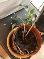 Gratis plantje‘ mother of thousands’, Tuin en Terras, Planten | Tuinplanten, Ophalen