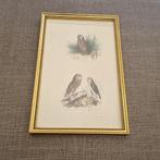 Oude prent van Uilen, Gebruikt, Ophalen of Verzenden, Voor 1940, Dier