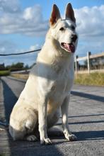 Herplaatser Ralph, 1 à 2 ans, Chien (mâle), Éleveur | Professionnel, Plusieurs