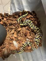 Ballpython