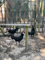 Mienorca kriel zwart, Dieren en Toebehoren