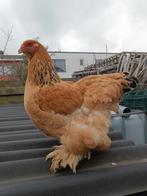 Brahma hen, Dieren en Toebehoren, Pluimvee, Kip