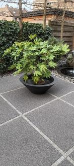 FATSIA JAPONICA, Ophalen