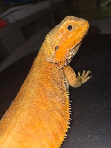 Orange hypotrans LB het wit p.het zero baardagaamvrouwtje beschikbaar voor biedingen
