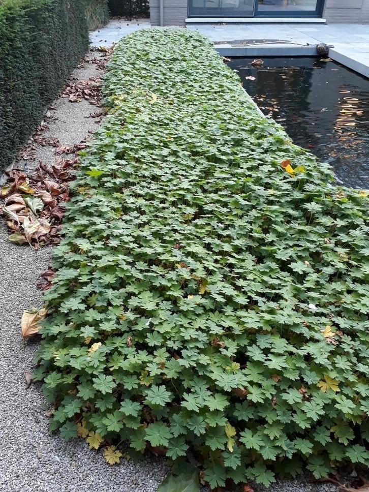 Bodembedekker geranium snelgroeiend, Tuin en Terras, Planten | Struiken en Hagen, Ophalen