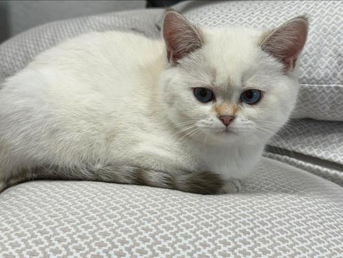 kittens Britse korthaar, Dieren en Toebehoren, Katten en Kittens | Raskatten | Korthaar, Gechipt, Ontwormd, Ingeënt