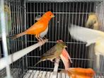 Zeer mooie mannelijke kanaries, Dieren en Toebehoren, Mannelijk