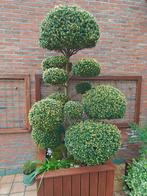 Buxus bonsai in pot +2 meter, Buxus, Ophalen, 100 tot 250 cm