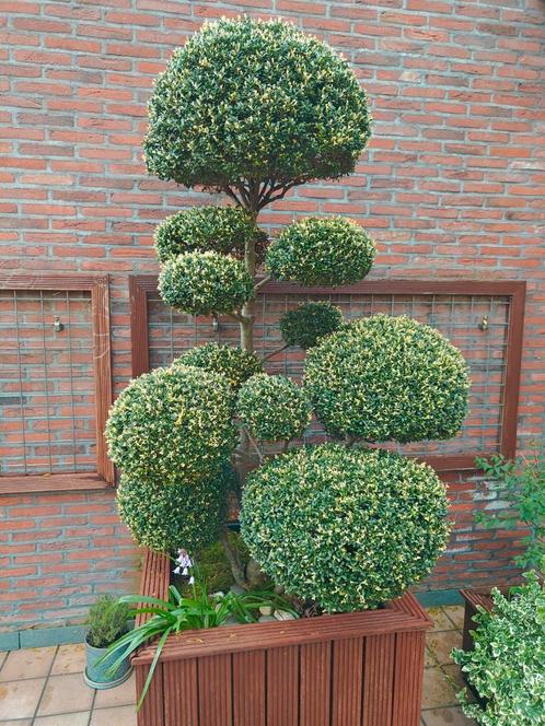 Buxus bonsai in pot +2 meter, Tuin en Terras, Planten | Struiken en Hagen, Buxus, 100 tot 250 cm, Ophalen