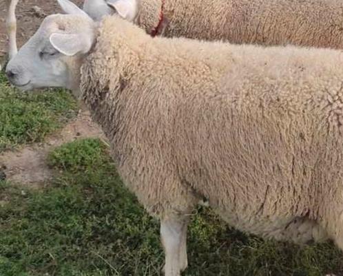 Mouton à vendre, Dieren en Toebehoren, Schapen, Geiten en Varkens, Schaap, Mannelijk, 0 tot 2 jaar