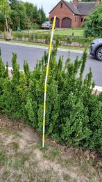 Japanse Hulst 35 stuks 10 meter, Tuin en Terras, Planten | Struiken en Hagen, Ophalen, Hulst