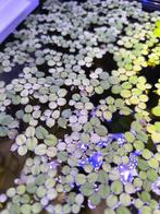 Drijfplant salvinia minima, Ophalen, Plant(en), Steen of Hout