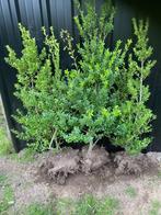 Ilex crenata à feuilles persistantes, Jardin & Terrasse, Plantes | Arbustes & Haies, Enlèvement, Arbuste
