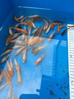 Tosai Japanse koi., Dieren en Toebehoren, Vissen | Vijvervissen