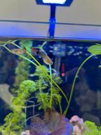 Guppy Vrouw 20-25x, Dieren en Toebehoren, Vissen | Aquariumvissen