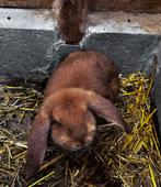 franse hangoor ram, Dieren en Toebehoren, Hangoor