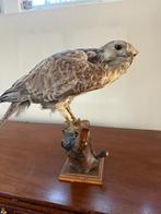 Opgezette Buizerd, Ophalen, Vogel