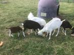 Melk geiten, Dieren en Toebehoren, Schapen, Geiten en Varkens