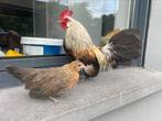 Koppel hollandse krielen, Dieren en Toebehoren