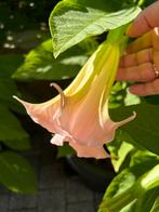 Brugmansia roze inclusief kunststof bloempot, Tuin en Terras, Ophalen