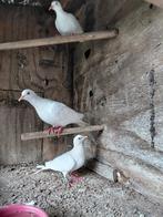Witte tortelduifjes, Dieren en Toebehoren, Vogels | Duiven