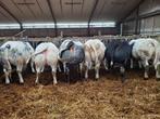 Vaarzen BWB, Dieren en Toebehoren, Runderen, Vrouwelijk, 0 tot 2 jaar
