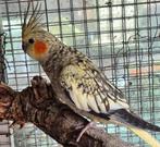 valkparkieten te koop ( in NL )., Dieren en Toebehoren, Vogels | Parkieten en Papegaaien, Tam