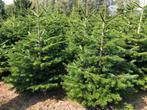 kerstbomen, Ophalen, Bloeit niet, Halfschaduw, Overige soorten
