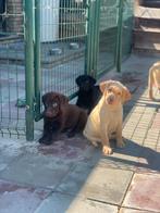 Zelf gefokte labradorpups als enigste ras in huis, Dieren en Toebehoren, België, Fokker | Hobbymatig, CDV (hondenziekte), 8 tot 15 weken