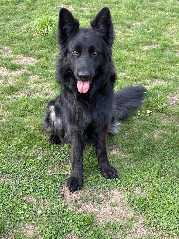 Langharige duitse herder, Dieren en Toebehoren, Honden | Herdershonden en Veedrijvers, Teef, Herder, Fokker | Hobbymatig, Meerdere