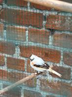 Harlekijn Kanarie Man 2025, Animaux & Accessoires, Oiseaux | Canaris, Mâle, Canari de couleur