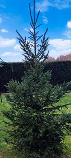 kerstboom zijn er 5 stuks  25 euro stuk, Tuin en Terras, Ophalen