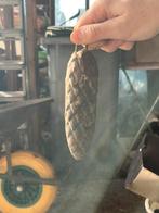 Gewicht voor klok, Ophalen