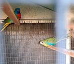 Door niet afhalen bewezen kweekkoppel splendid van 2023, Dieren en Toebehoren, Vogels | Parkieten en Papegaaien