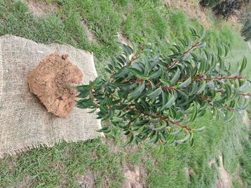 Prunus lucitanica met kluit vanaf 3 euro het stuk beschikbaar voor biedingen