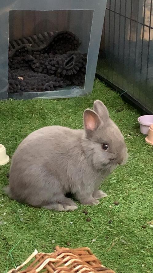 Kleurdwerg rammetjes, Dieren en Toebehoren, Konijnen