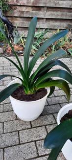 Clivia's, Bloeiende kamerplant, Ophalen, Overige soorten