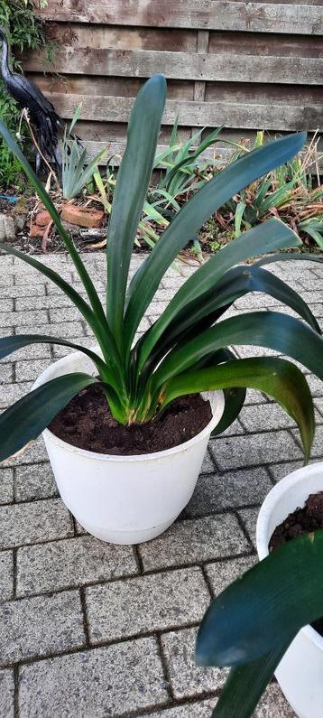 Clivia's beschikbaar voor biedingen