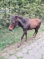 Veulen te koop, Dieren en Toebehoren, Gechipt, 0 tot 2 jaar, Hengst, Onbeleerd