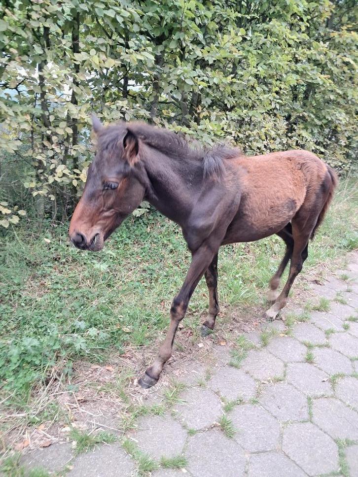 Veulen te koop, Dieren en Toebehoren, Pony's, Hengst, Onbeleerd, D pony (1.37m tot 1.48m), Recreatiepony, 0 tot 2 jaar, Gechipt