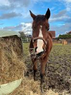 3 jaarige Quartermix Merrie, Dieren en Toebehoren, Paarden, Merrie, Onbeleerd, Westernpaard, 3 tot 6 jaar