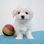 Maltezer puppy's te koop (Belgisch), CDV (hondenziekte), Meerdere, Maltezer, 8 tot 15 weken