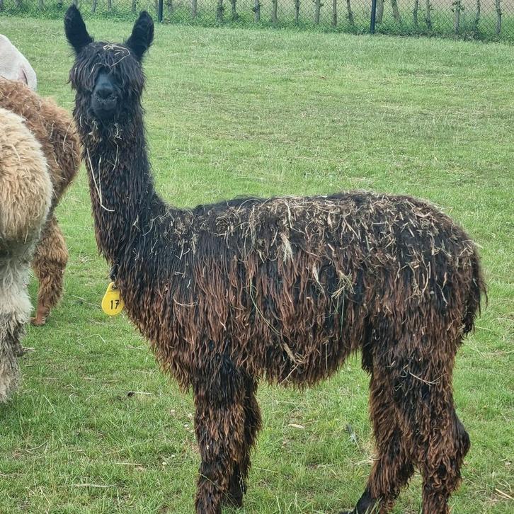 Alpaca suri raszuiver !! merrie's en hengsten, Dieren en Toebehoren, Overige Dieren, Meerdere dieren, Augustus