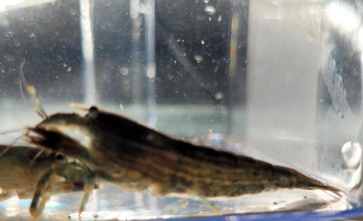 Hobbyaquarium Atyopsis Moluccensis – Aziatische Waaierhand, Animaux & Accessoires, Poissons | Poissons d'aquarium, Poisson d'eau douce