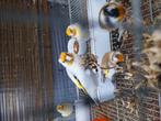 Distelvink jongen 2025, Dieren en Toebehoren