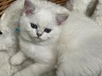 kittens Britse korthaar, Dieren en Toebehoren, Katten en Kittens | Raskatten | Korthaar, Meerdere dieren, Gechipt, 0 tot 2 jaar