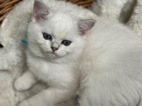 kittens Britse korthaar, Dieren en Toebehoren, Katten en Kittens | Raskatten | Korthaar, Meerdere dieren, 0 tot 2 jaar, Gechipt