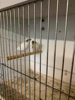 2 Kanaries man 2024 voor 10€, Dieren en Toebehoren, Vogels | Kanaries, Mannelijk, Zangkanarie